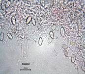 Schopftintling, Foto 73