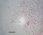 Schopftintling, Foto 74