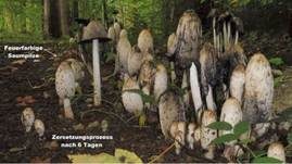 Schopftintling, Foto 81