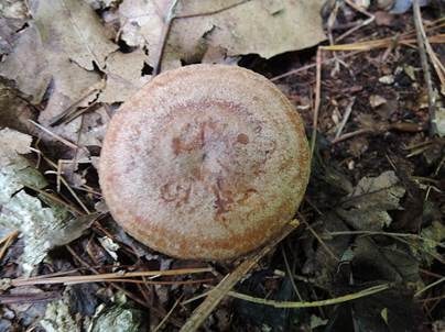 Schüppchen-Milchling, Foto 3