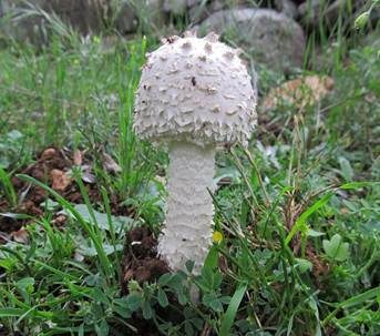 Schuppenstieliger Wulstling, Foto 5