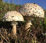 Schuppenstieliger Wulstling, Foto 6