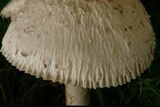 Schuppenstieliger Wulstling, Foto 8