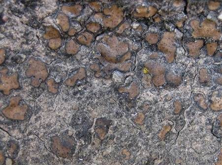 Schuppige Lederflechte, Foto 3