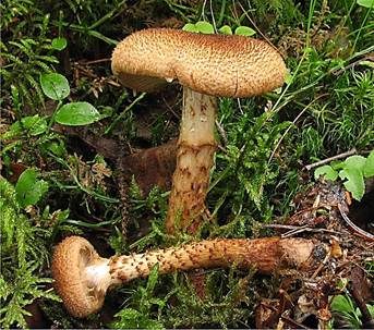 Schuppiger Dickfuß, Foto 3