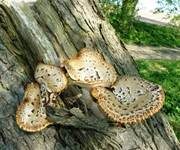 Schuppiger Porling, Foto 13
