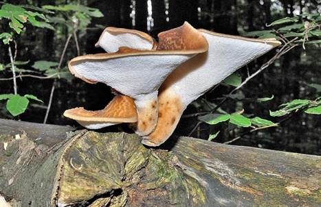Schuppiger Porling, Foto 4