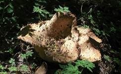 Schuppiger Porling, Foto 22