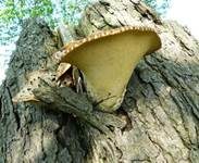 Schuppiger Porling, Foto 23