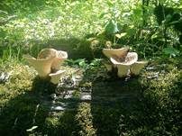 Schuppiger Porling, Foto 24