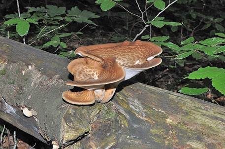 Schuppiger Porling, Foto 5