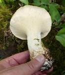 Schuppiger Porling, Foto 39