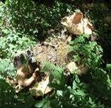 Schuppiger Porling, Foto 40