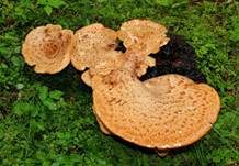 Schuppiger Porling, Foto 41
