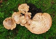 Schuppiger Porling, Foto 42