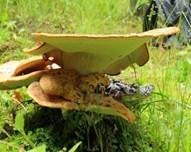 Schuppiger Porling, Foto 43