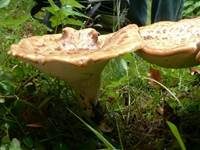 Schuppiger Porling, Foto 44