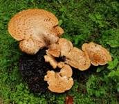 Schuppiger Porling, Foto 7