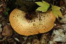 Schuppiger Porling, Foto 54