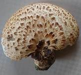 Schuppiger Porling, Foto 57