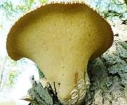 Schuppiger Porling, Foto 59