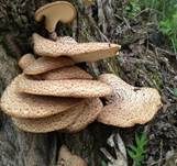 Schuppiger Porling, Foto 8