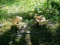 Schuppiger Porling, Foto 64