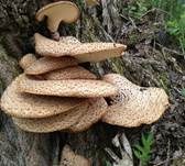Schuppiger Porling, Foto 69