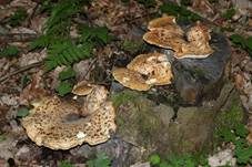Schuppiger Porling, Foto 76