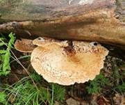 Schuppiger Porling, Foto 77