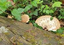 Schuppiger Porling, Foto 81