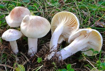 Schuppiger Schneckling, Foto 2