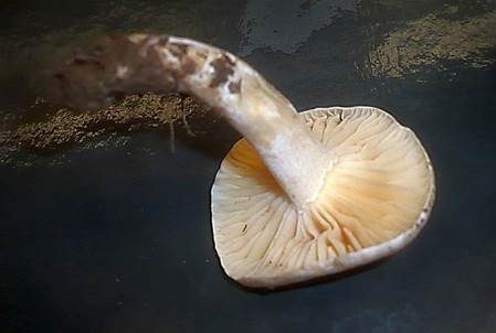 Schuppiger Schneckling, Foto 3