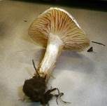 Schuppiger Schneckling, Foto 7