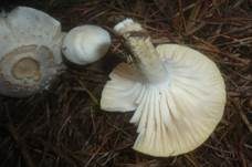 Schuppiger Schneckling, Foto 8