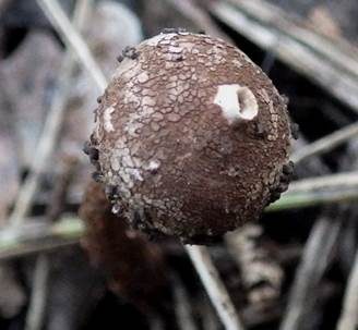 Schuppiger Stielbovist, Foto 2
