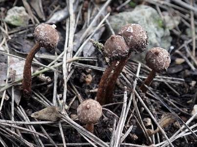 Schuppiger Stielbovist, Foto 3