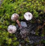 Schuppiger Stielbovist, Foto 6