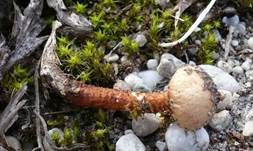 Schuppiger Stielbovist, Foto 7