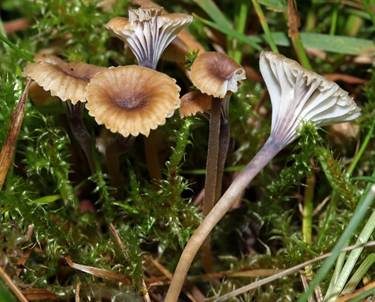 Blaustieliger Heftelnabeling, Foto 2
