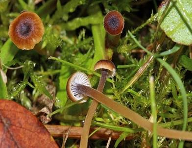 Blaustieliger Heftelnabeling, Foto 3