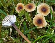 Blaustieliger Heftelnabeling, Foto 12