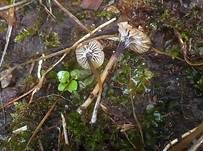 Blaustieliger Heftelnabeling, Foto 13
