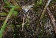Blaustieliger Heftelnabeling, Foto 15