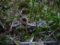 Blaustieliger Heftelnabeling, Foto 16