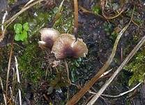 Blaustieliger Heftelnabeling, Foto 17