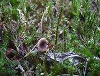 Blaustieliger Heftelnabeling, Foto 18