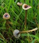 Blaustieliger Heftelnabeling, Foto 20