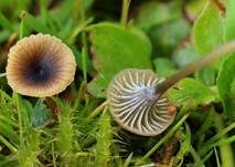 Blaustieliger Heftelnabeling, Foto 21