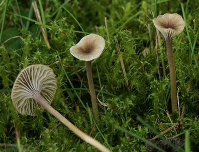 Blaustieliger Heftelnabeling, Foto 4
